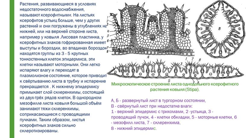 Растения, развивающиеся в условиях недостаточного водоснабжения, называют ксерофитными