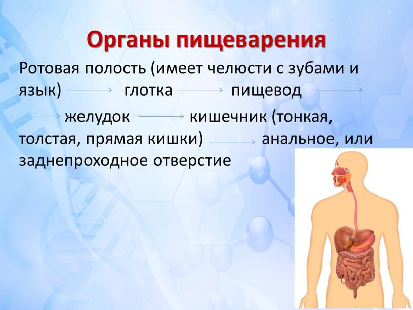 Органы пищеварения Ротовая полость (имеет челюсти с зубами и язык) глотка пищевод желудок кишечник (тонкая, толстая, прямая кишки) анальное, или заднепроходное отверстие