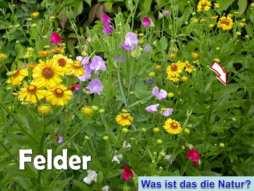 Felder Was ist das die Natur?