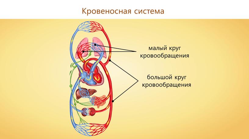 малый круг кровообращения большой круг кровообращения Кровеносная система