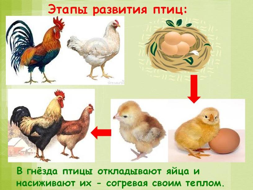 Обучающая презентация "Домашние птицы" для детей старшего дошкольного возраста