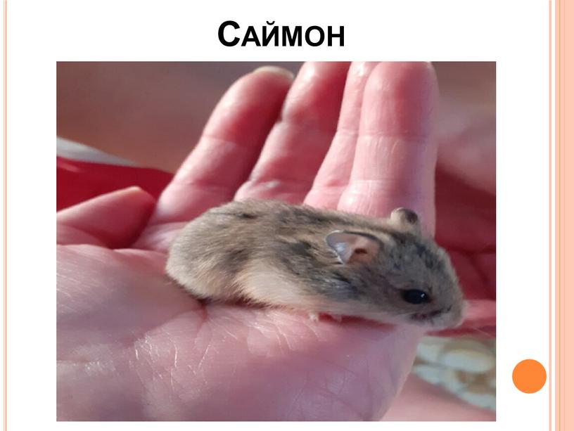 Саймон