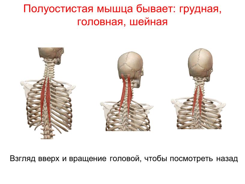 Полуостистая мышца бывает: грудная, головная, шейная