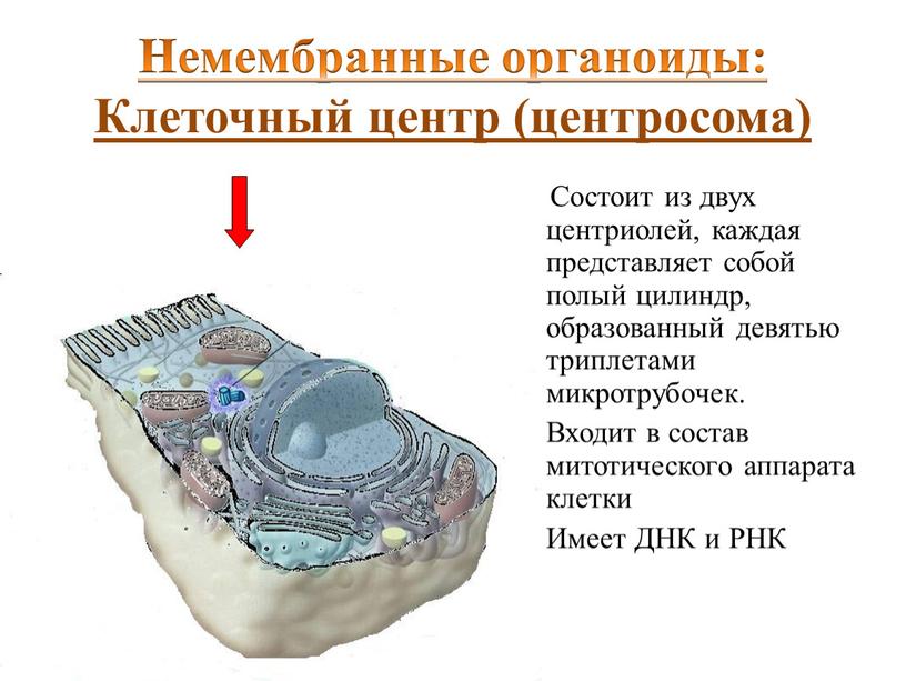 Строение немембранных органоидов клетки