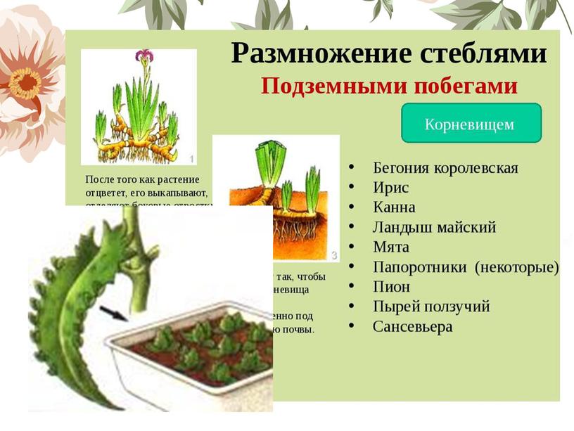 Презентация  "Размножение семенных растений"