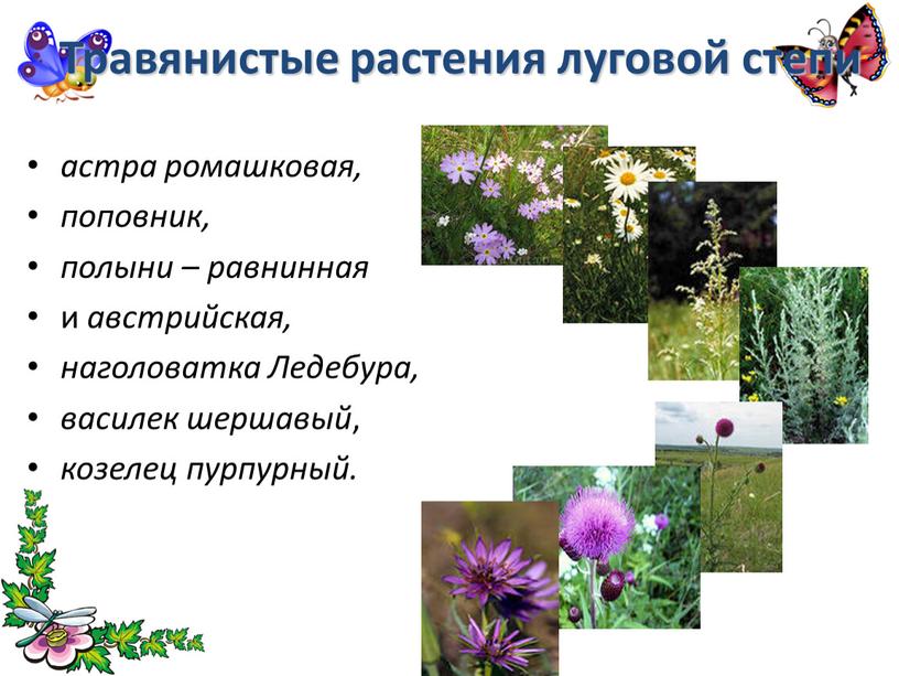 Травянистые растения луговой степи астра ромашковая, поповник, полыни – равнинная и австрийская, наголоватка