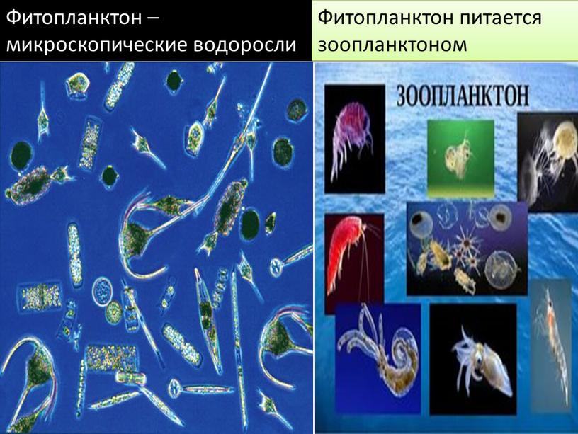 Фитопланктон – микроскопические водоросли