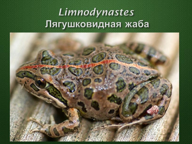 Limnodynastes Лягушковидная жаба