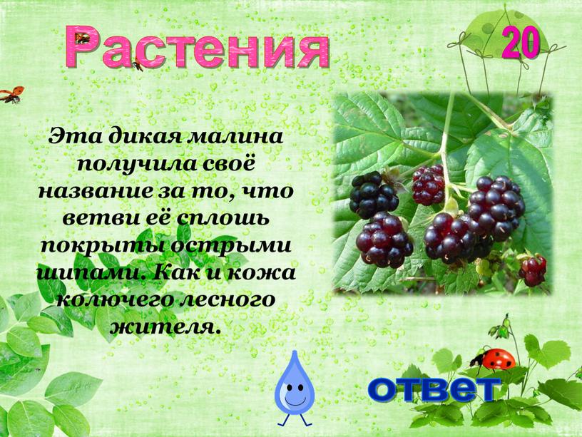 Эта дикая малина получила своё название за то, что ветви её сплошь покрыты острыми шипами