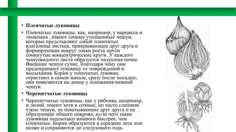 Пленчатые луковицы Пленчатые луковицы, как, например, у нарцисса и тюльпана , имеют сочные утолщенные чешуи, которые представляют собой пленчатые влагалища листьев, прикрывающие друг друга и…