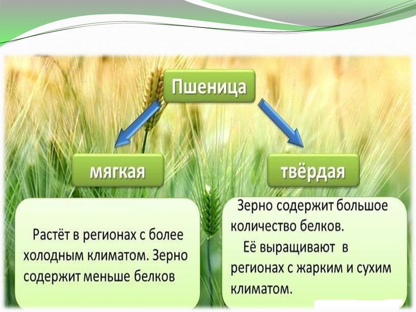 Презентация по биологии на тему "Семейство злаковые" 6класс