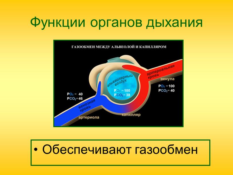 Функции органов дыхания Обеспечивают газообмен