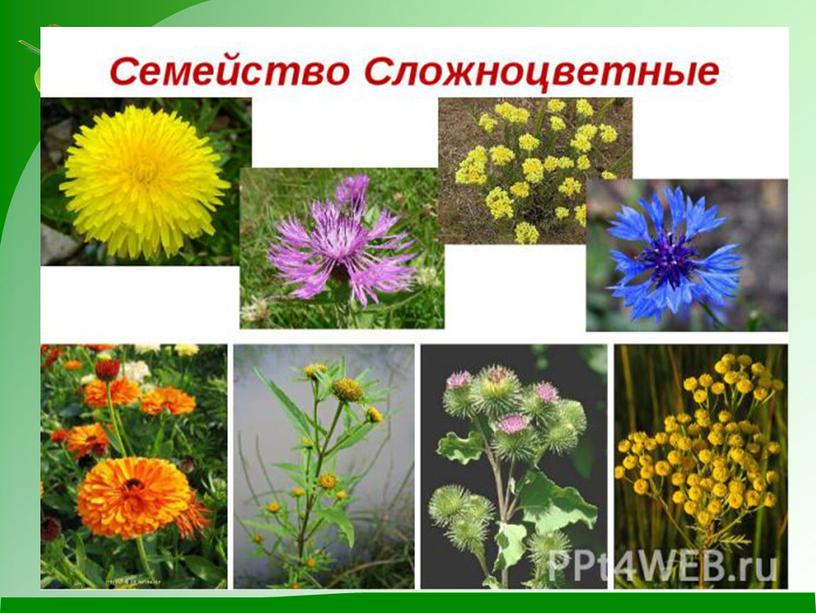 Разработка открытого урока "Систематика растений"( 6 класс, биология)