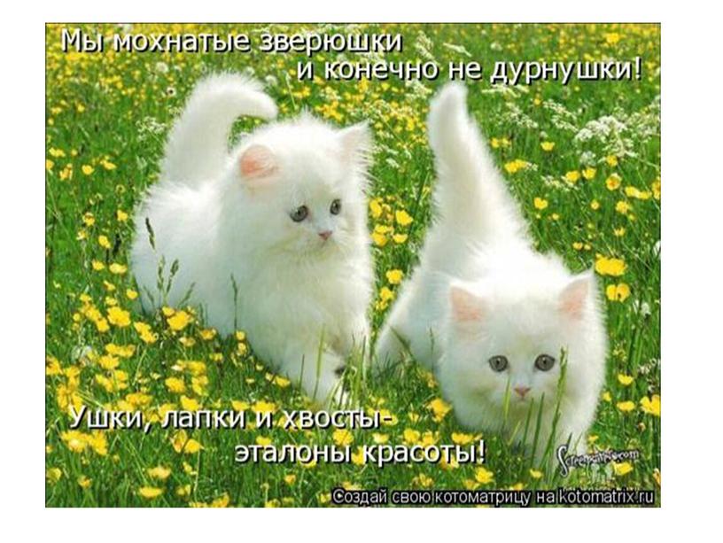 Цветы и кошки