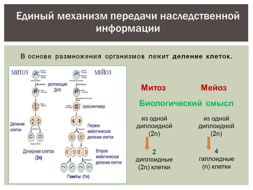 В основе размножения организмов лежит деление клеток