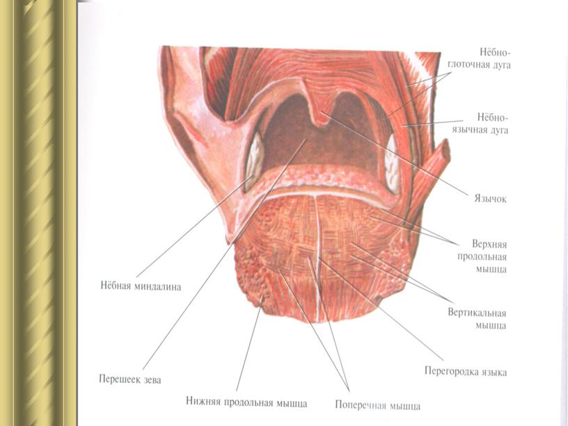 Полость рта. Мышцы зева и языка