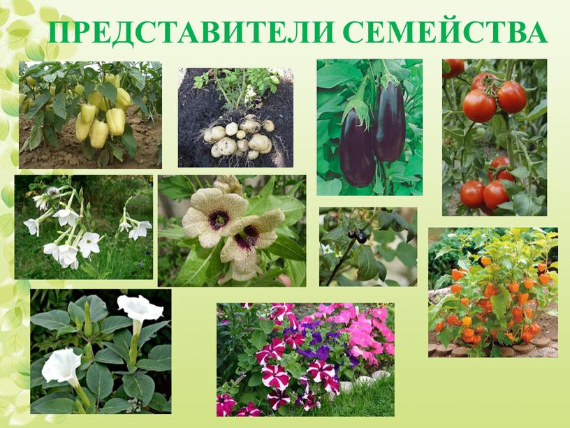 ПРЕДСТАВИТЕЛИ СЕМЕЙСТВА