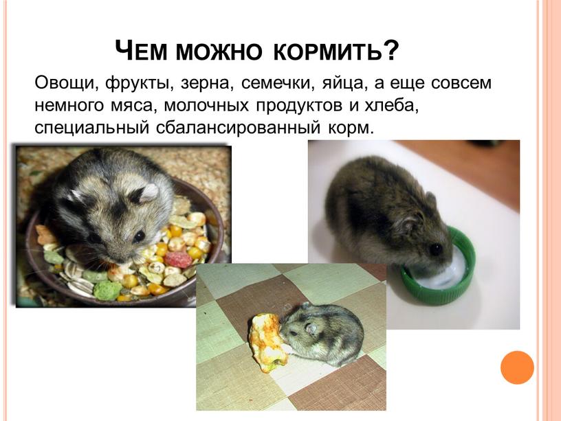 Чем можно кормить? Овощи, фрукты, зерна, семечки, яйца, а еще совсем немного мяса, молочных продуктов и хлеба, специальный сбалансированный корм