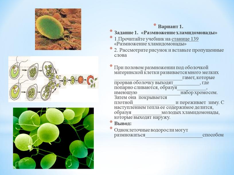 Вариант 1. Задание 1. «Размножение хламидомонады» 1