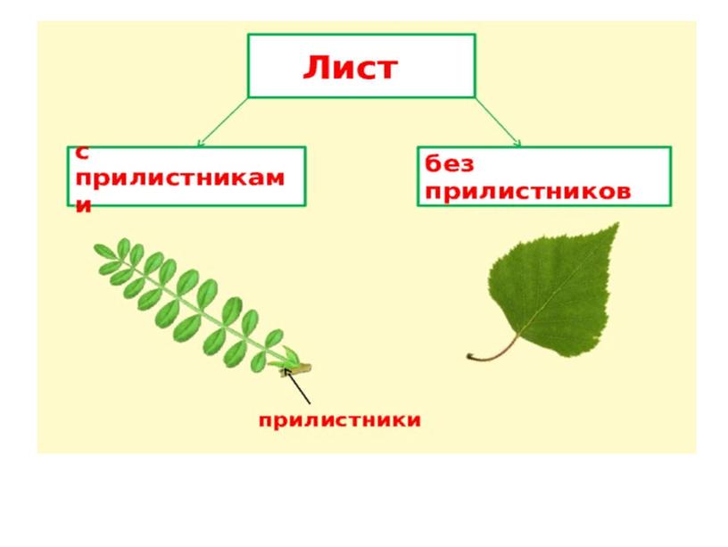 Презентация "Внешнее строение листа"