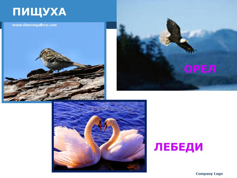 ПИЩУХА www.thmemgallery.com Company