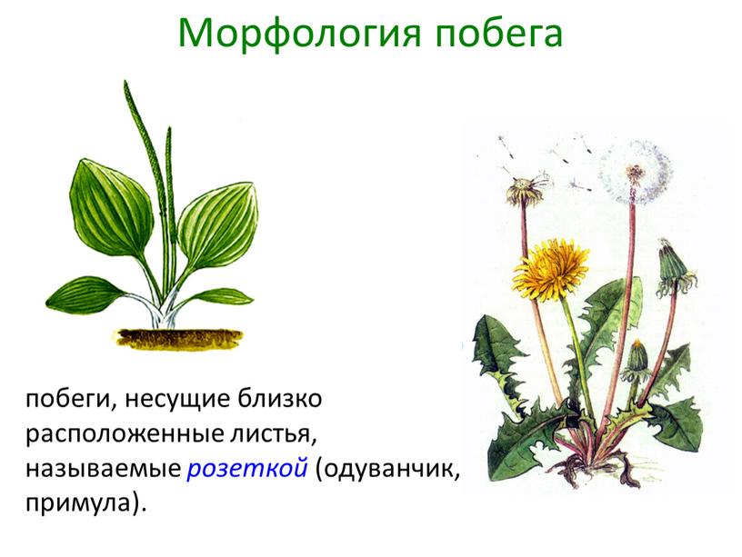 побеги, несущие близко расположенные листья, называемые розеткой (одуванчик, примула). Морфология побега