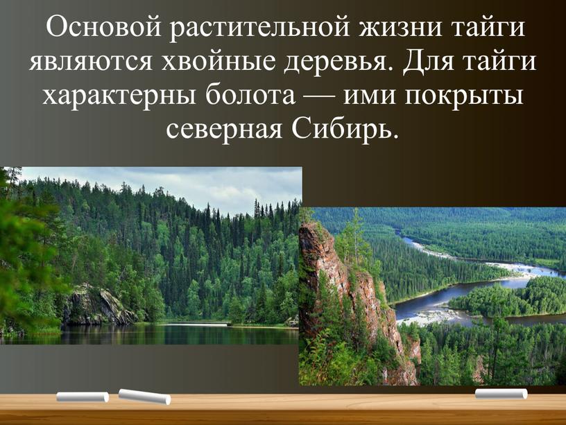 Основой растительной жизни тайги являются хвойные деревья