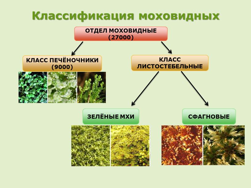 Классификация моховидных ОТДЕЛ