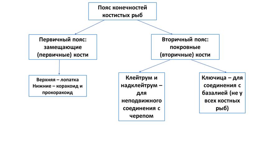 Пояс конечностей костистых рыб