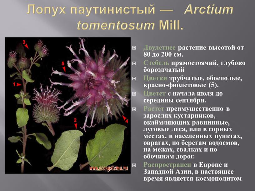 Лопух паутинистый — Arctium tomentosum