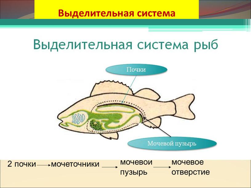 Выделительная система 2 почки мочеточники мочевой пузырь мочевое отверстие