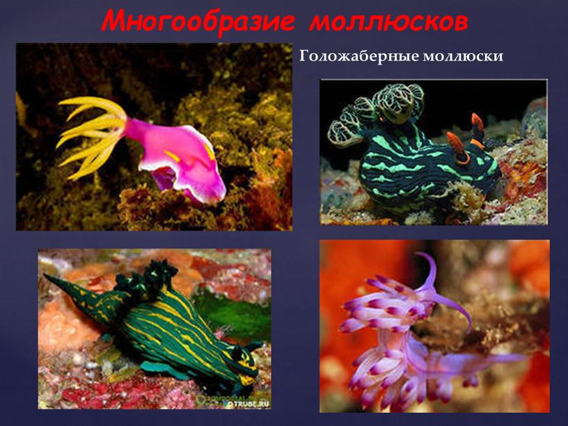 Многообразие моллюсков Голожаберные моллюски