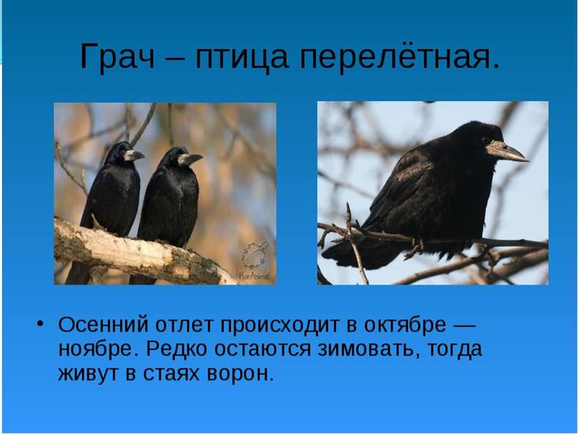 Презентация "Перелетные птицы"
