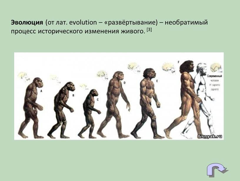 Эволюция (от лат. evolution – «развёртывание) – необратимый процесс исторического изменения живого