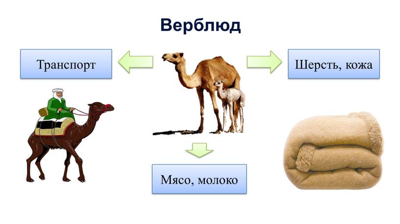 Верблюд Шерсть, кожа Транспорт