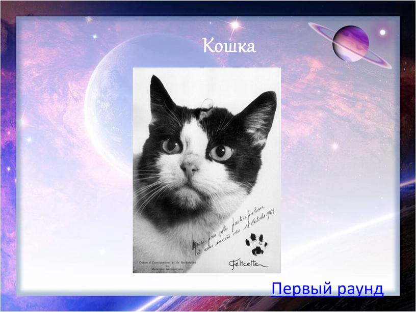 Кошка Первый раунд