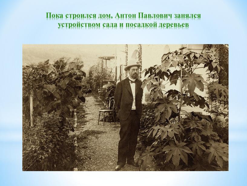 Пока строился дом, Антон Павлович занялся устройством сада и посадкой деревьев