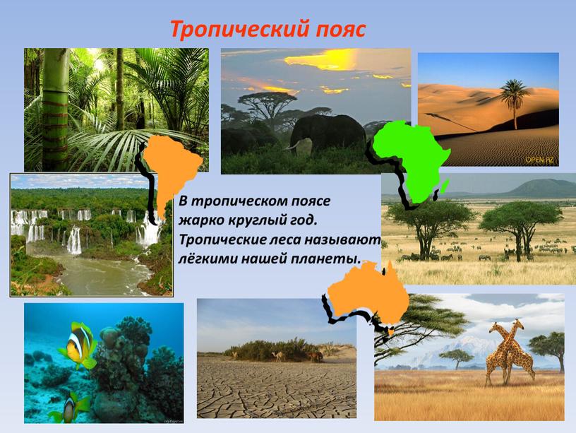 Тропический пояс В тропическом поясе жарко круглый год