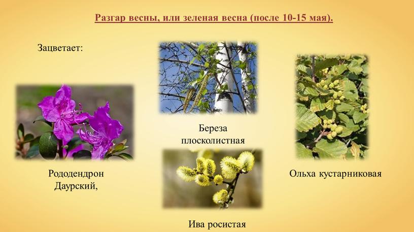 Разгар весны, или зеленая весна (после 10-15 мая)