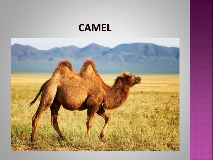 Camel