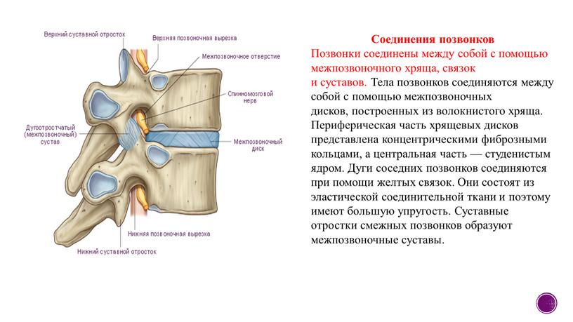 Соединения позвонков Позвонки соединены между собой с помощью межпозвоночного хряща, связок и суставов