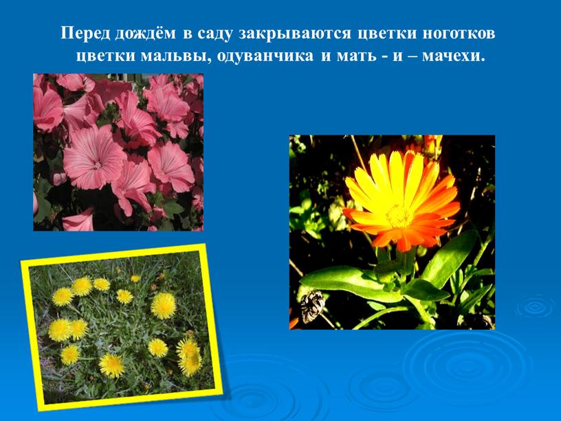 Перед дождём в саду закрываются цветки ноготков цветки мальвы, одуванчика и мать - и – мачехи