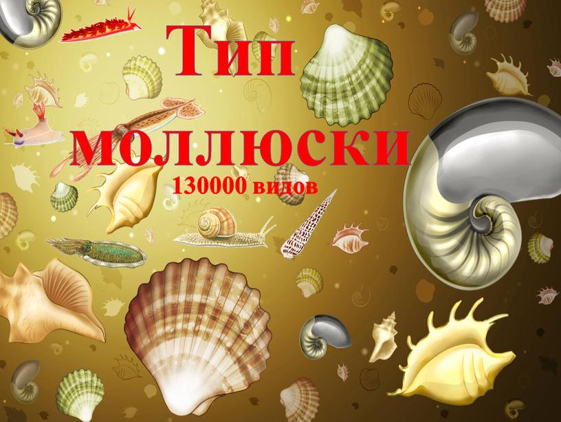 130000 видов Тип моллюски