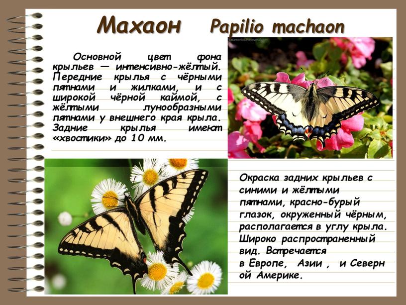 Махаон Papilio machaon Основной цвет фона крыльев — интенсивно-жёлтый