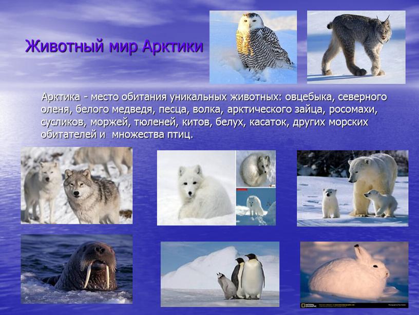 Животный мир Арктики Арктика - место обитания уникальных животных: овцебыка, северного оленя, белого медведя, песца, волка, арктического зайца, росомахи, сусликов, моржей, тюленей, китов, белух, касаток,…