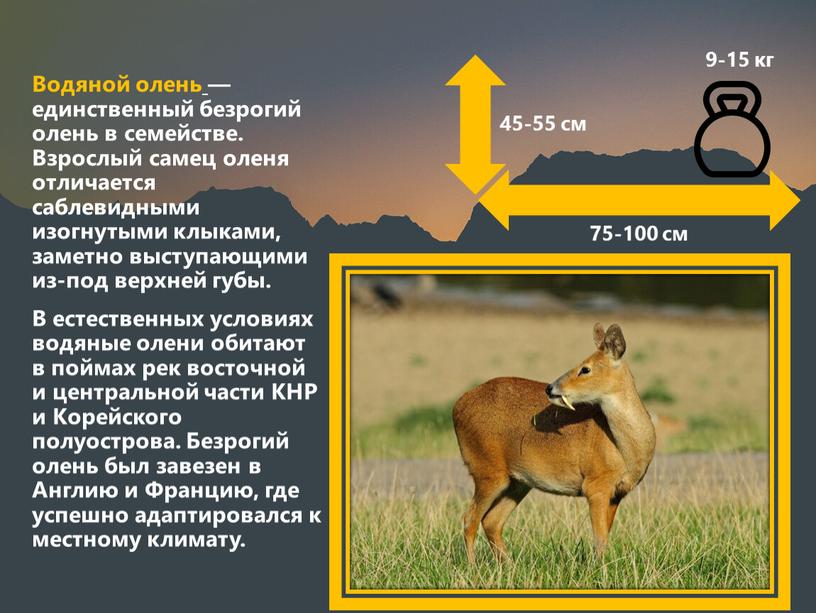 Водяной олень — единственный безрогий олень в семействе