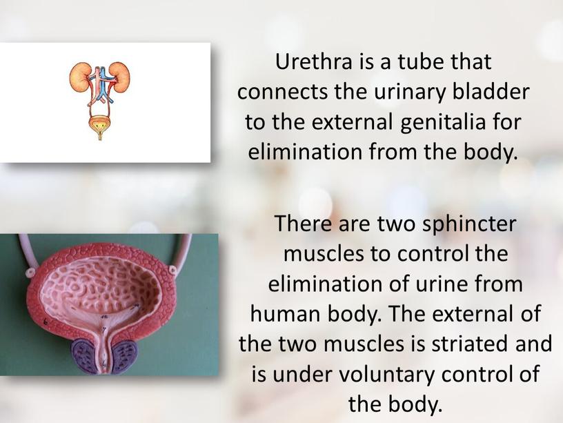 Urethra is a tube that connects the urinary bladder to the external genitalia for elimination from the body