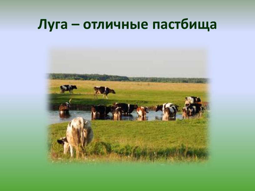 Луга – отличные пастбища