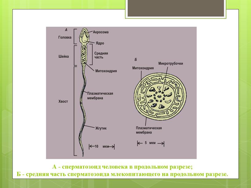 А - сперматозоид человека в продольном разрезе;