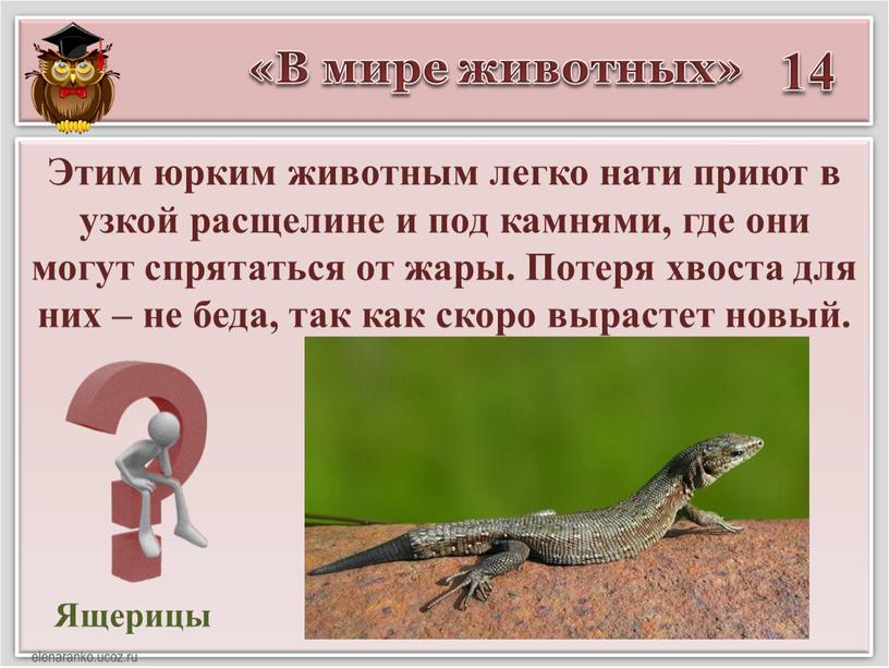 В мире животных» 14 Ящерицы